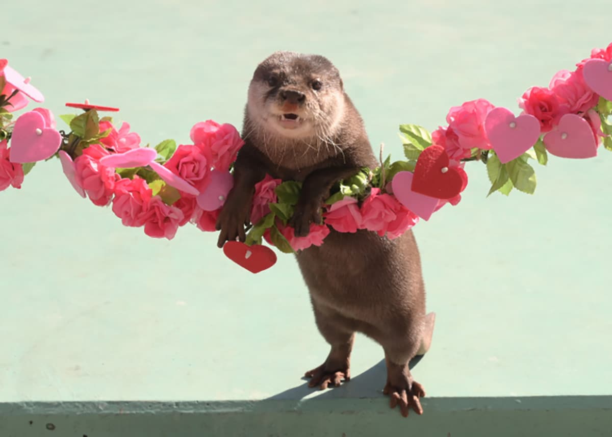 動物たちが花々と競演