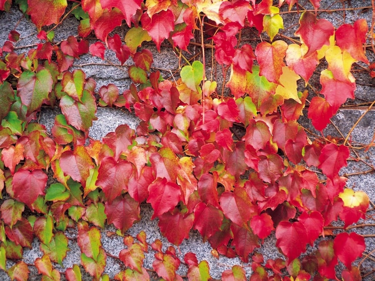 蔦紅葉（つたもみじ）……紅葉するツタと常緑のツタ、何が違う？ [暮らし