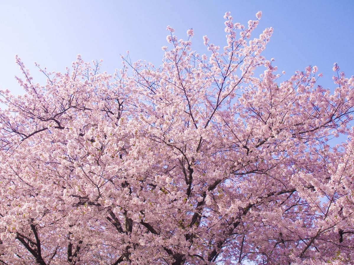 2020年 桜の開花予想と桜前線 予想開花日 満開日はいつ 暮らしの歳時記 All About