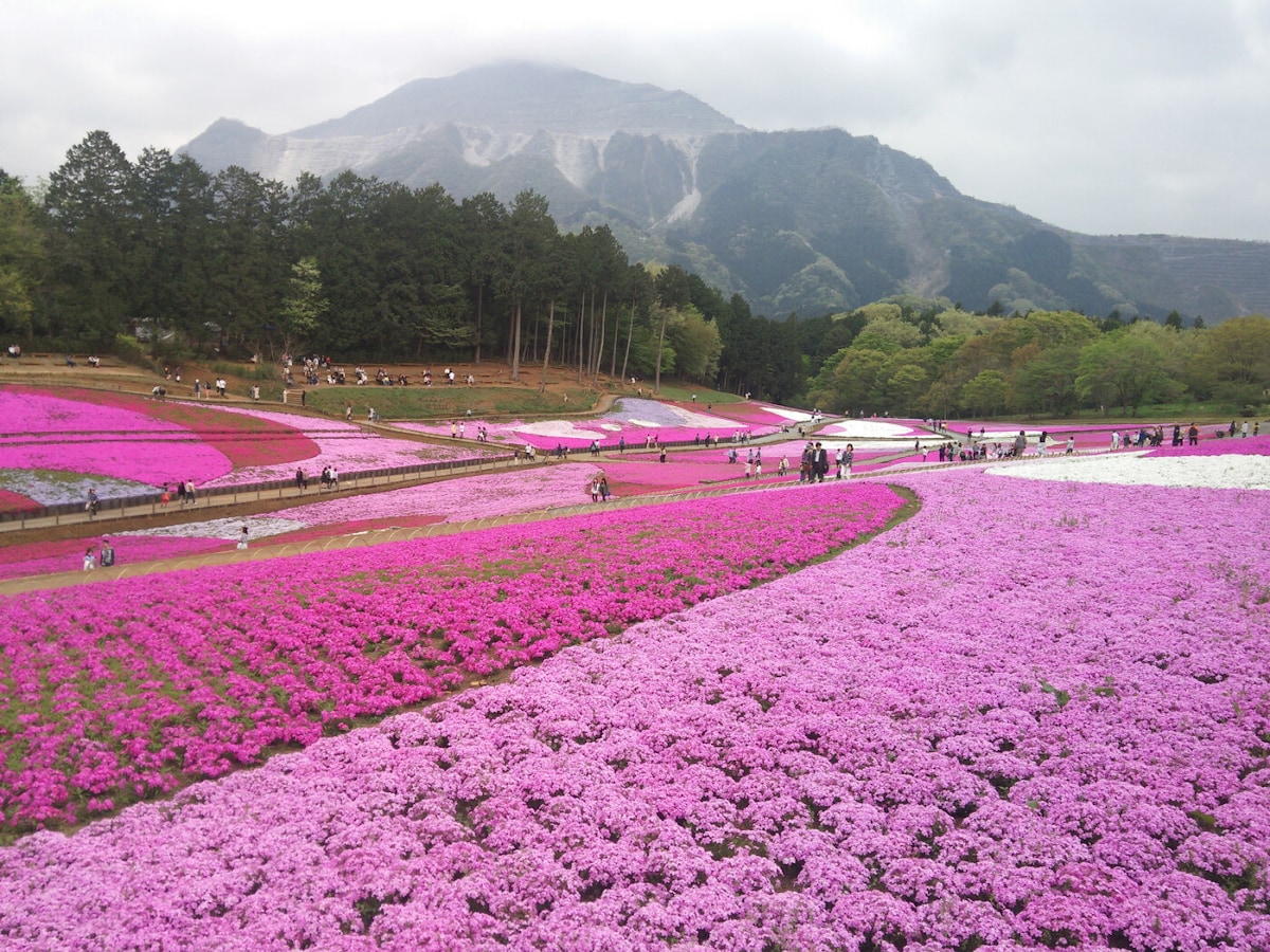 カラフルに丘を染め上げる秩父・羊山公園の芝桜／埼玉 [名所・旧跡
