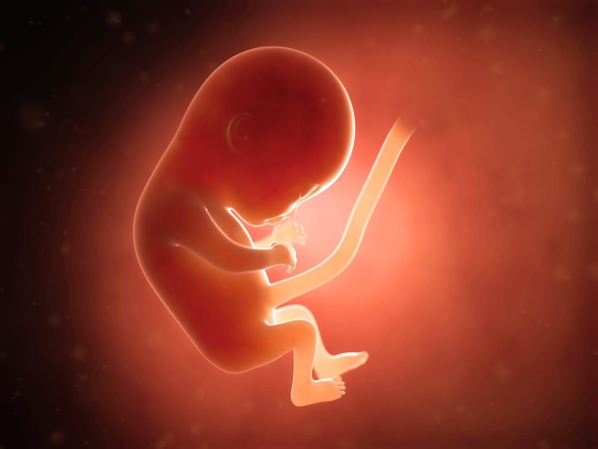 妊娠4ヶ月 胎児の様子や妊婦の症状・妊娠生活注意点（画像）（2ページ目）