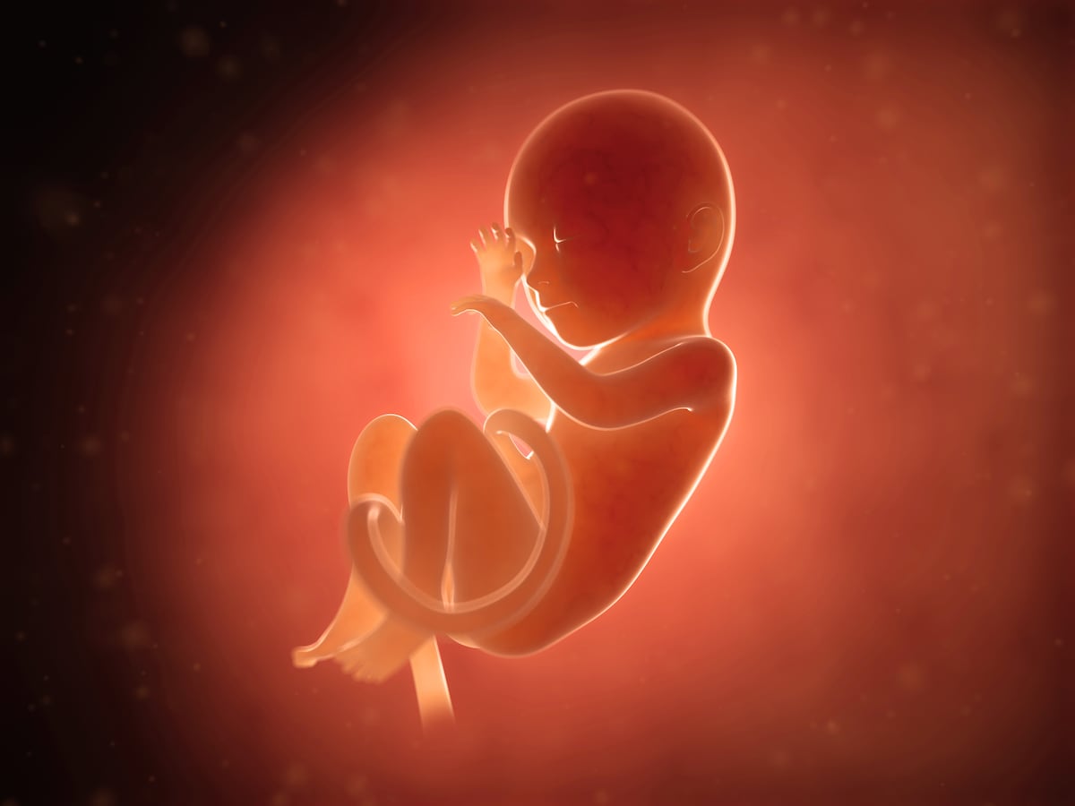 妊娠7ヶ月目 妊娠2427週の胎児の様子母体症状や気を付けること 妊娠中期 all about