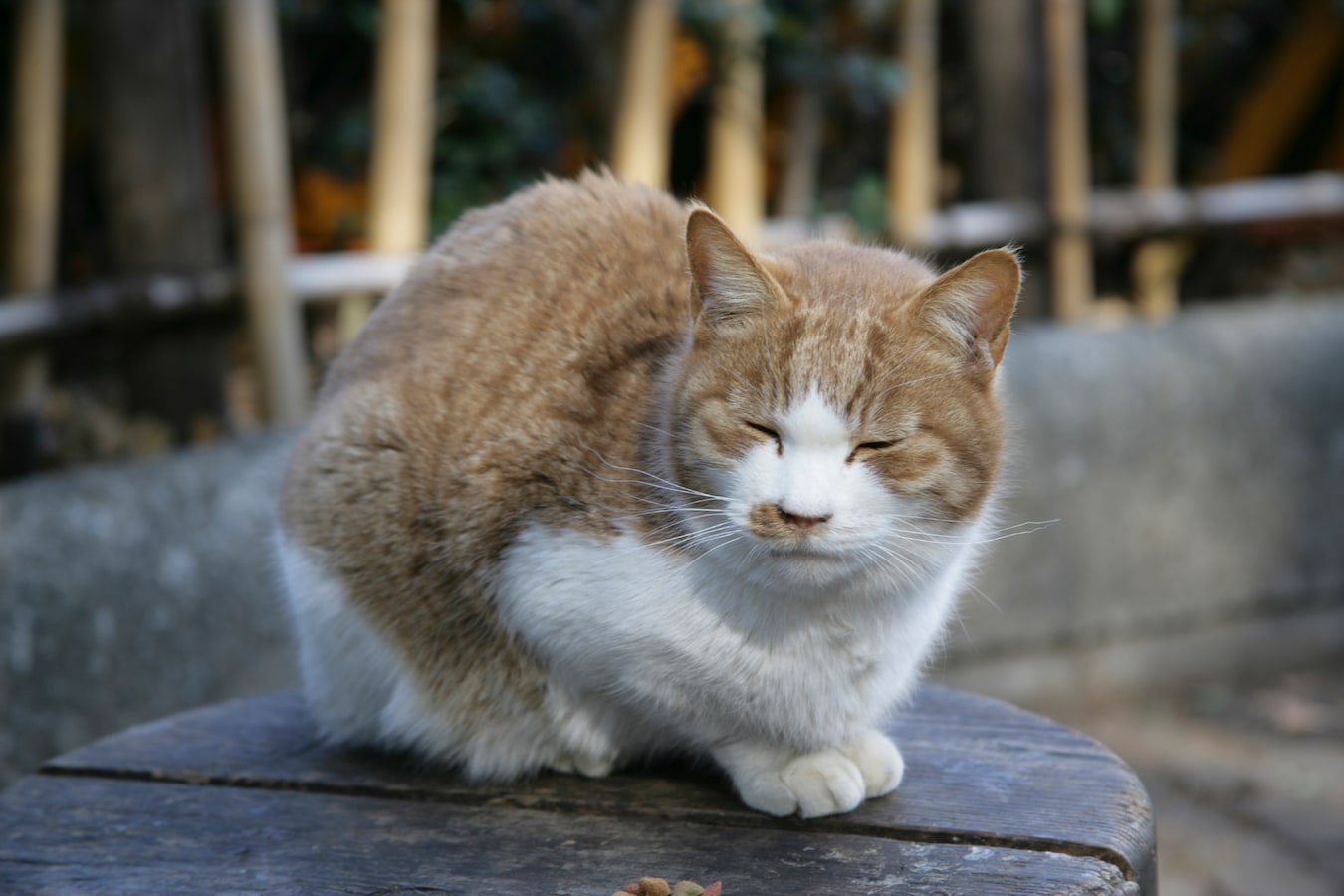 ホイスト ボーダー トチの実の木 老 猫 おしっこ