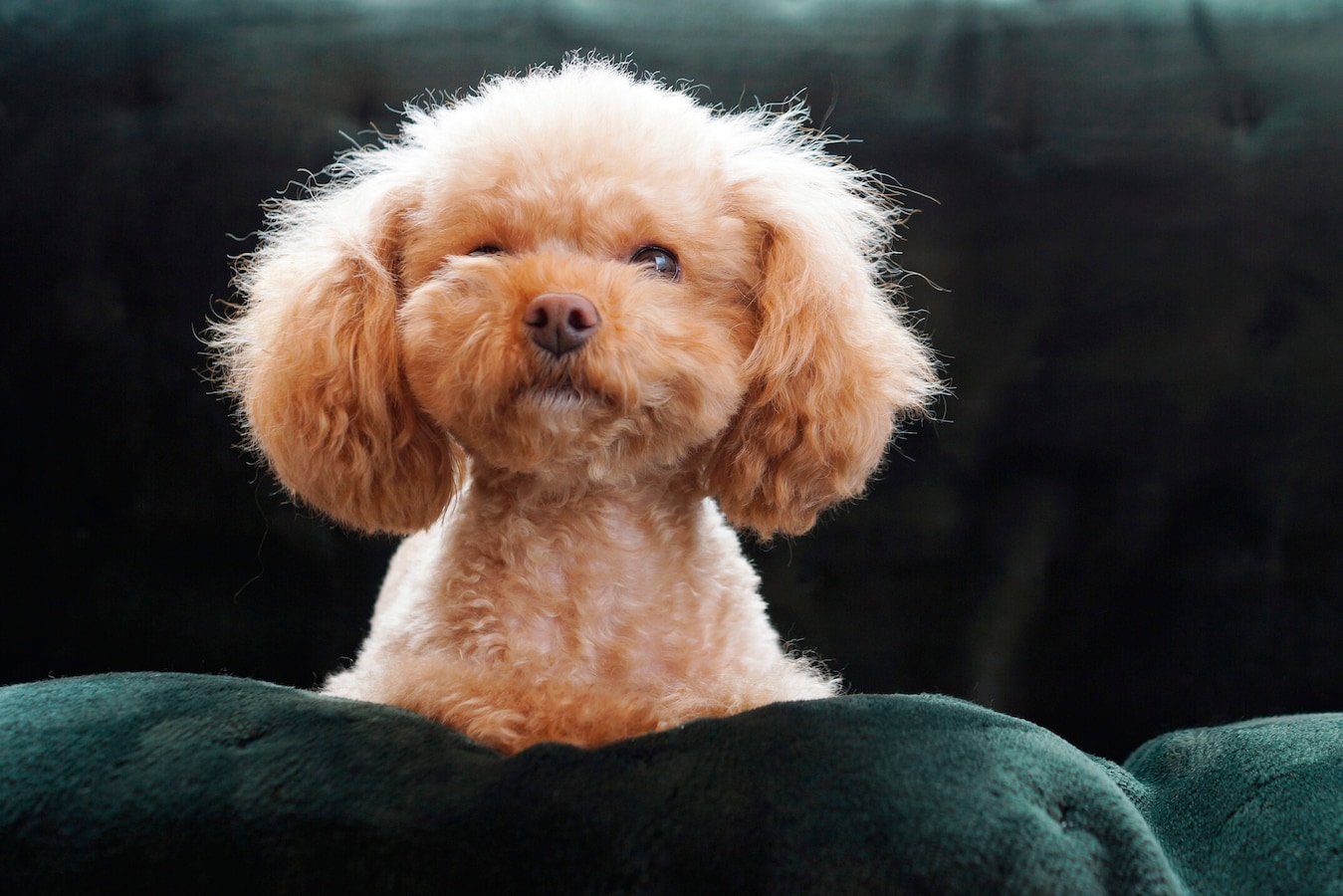 あなたの犬は人間の年齢に換算すると何歳ですか?