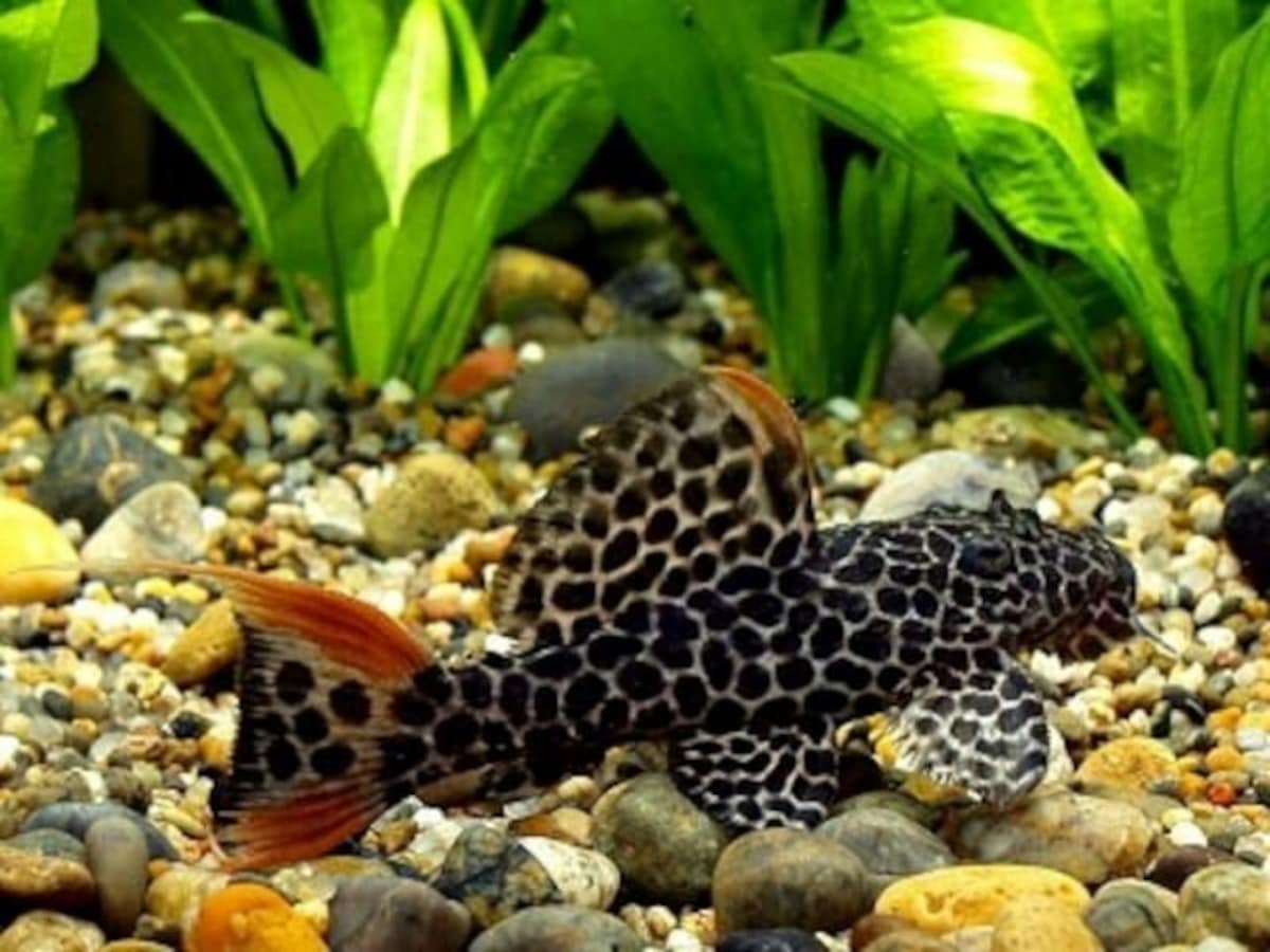 オレンジフィンレオパードトリムプレコの基本情報……美しい見た目