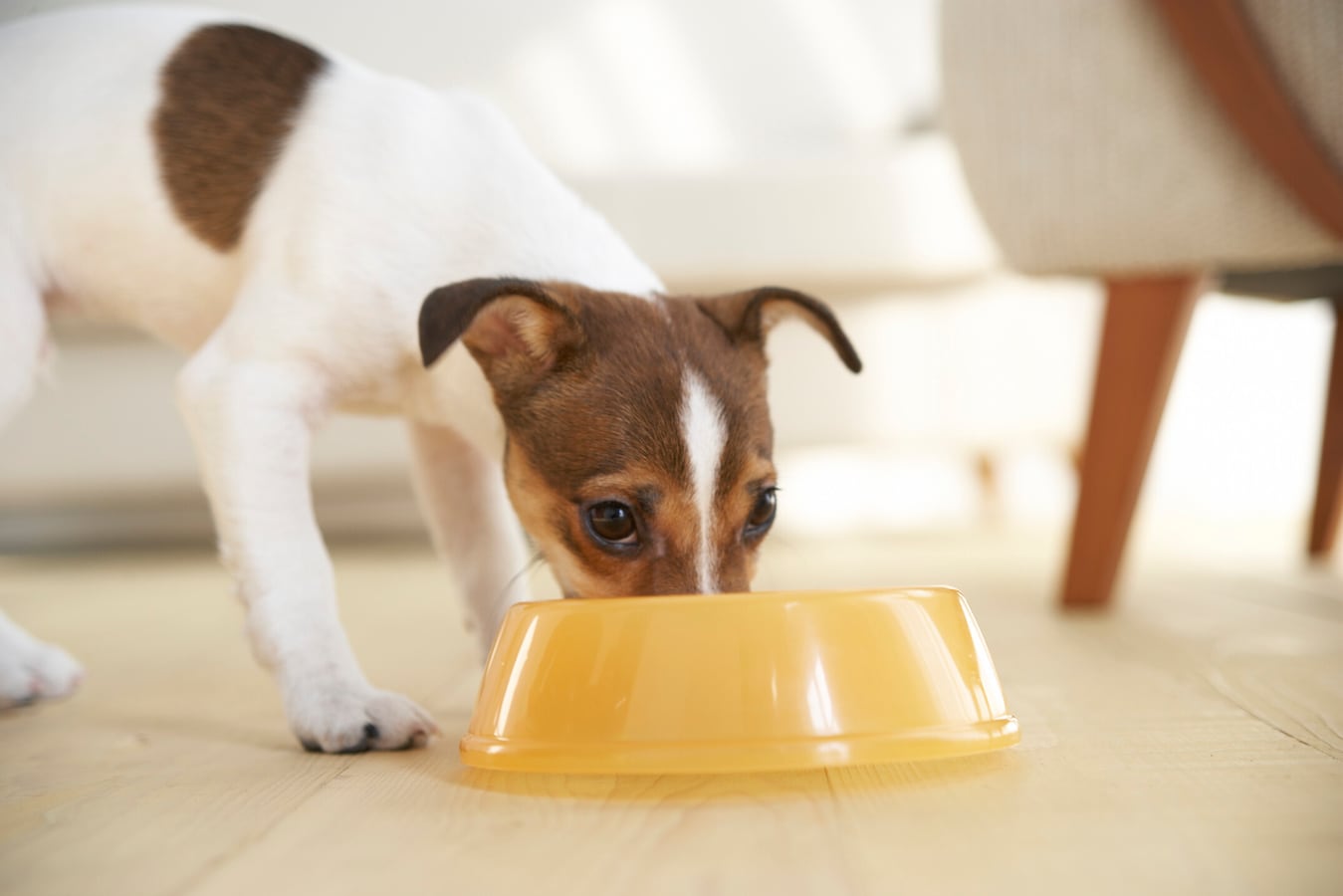 犬の用語集 た行 覚えておくと役に立つかも 犬 All About