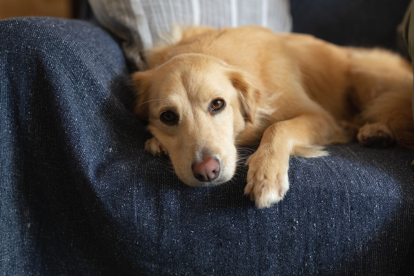 ショルダーバッグを下げた秋田犬の虎毛さん ショルダーバッグを下げた秋田犬の白毛さん 編ま