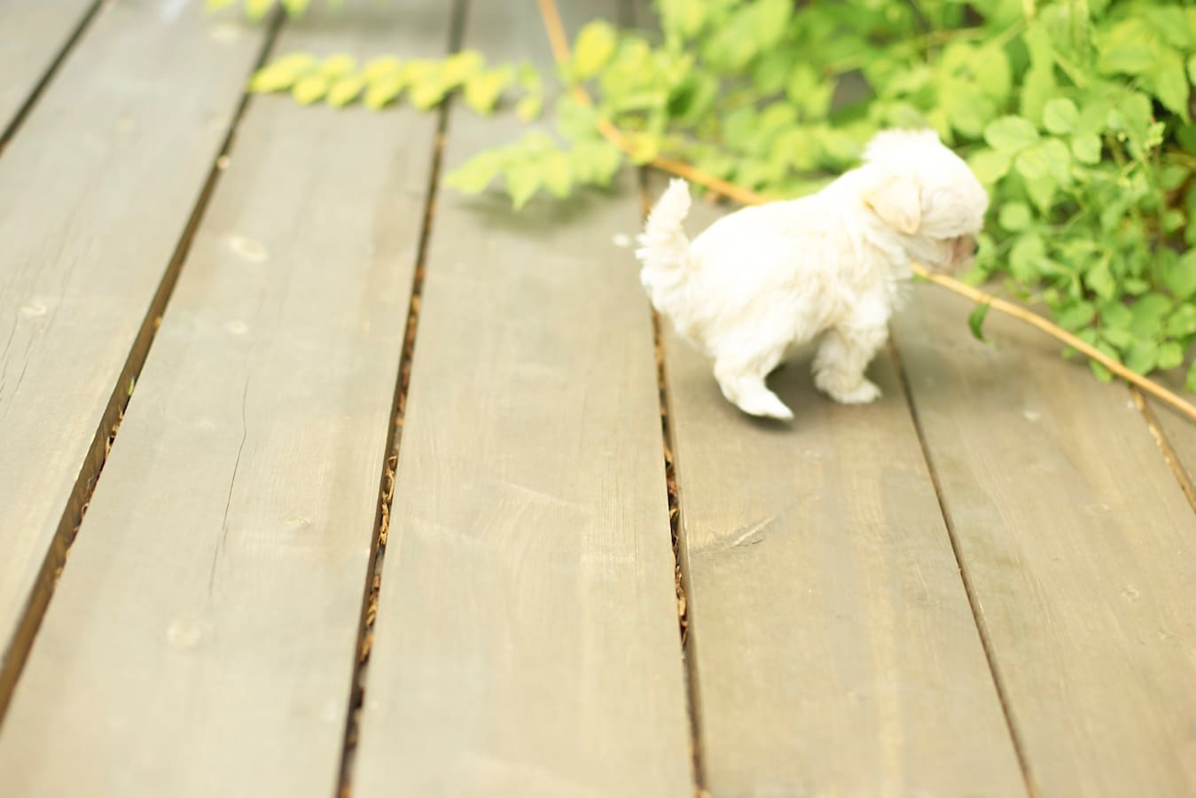 南北に長い家の間取りは 30坪の敷地に建てる住宅 住宅設計 間取り All About 南北に長い家の間取りは 30坪の敷地に建てる住宅 住宅設計 間取り All About