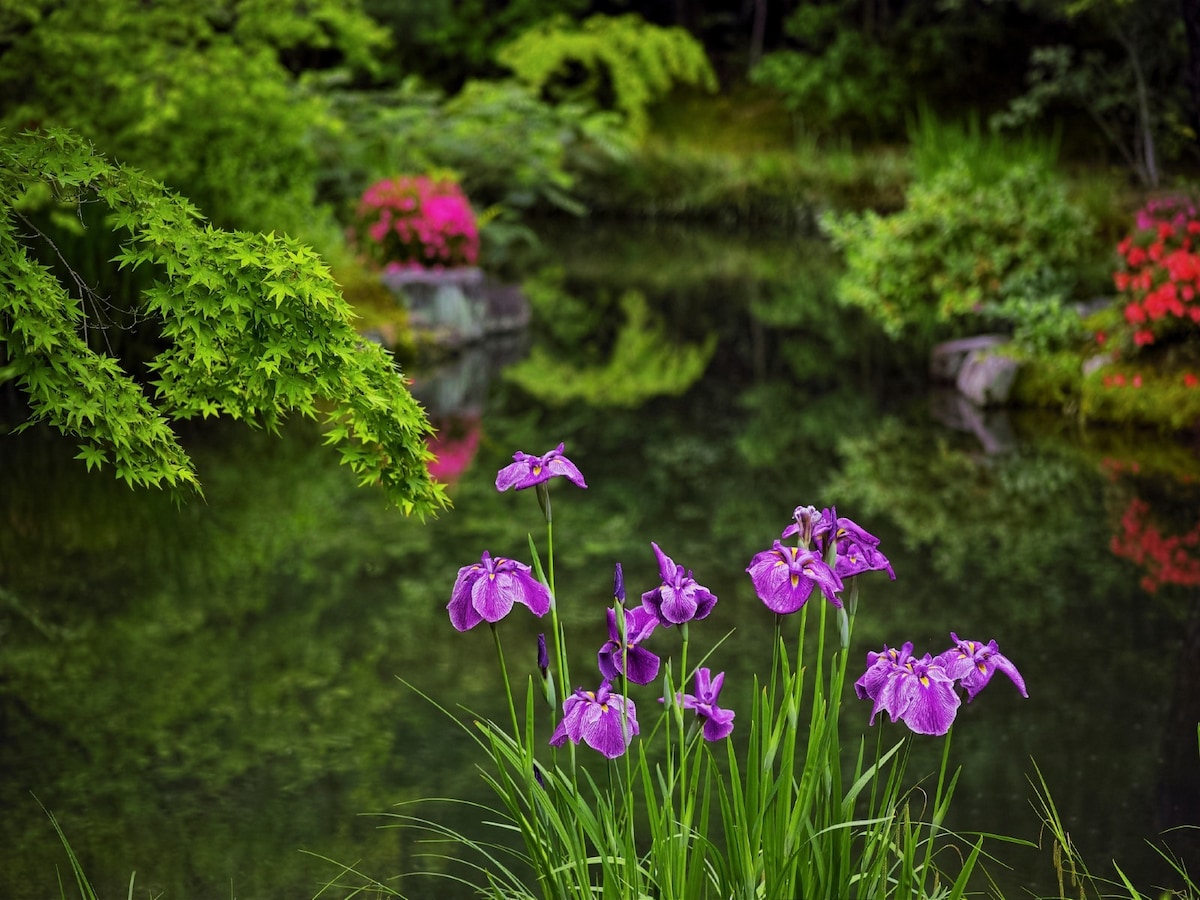 日本庭園を演出する植物とは 和を演出する花や庭木 ガーデニング 園芸 All About