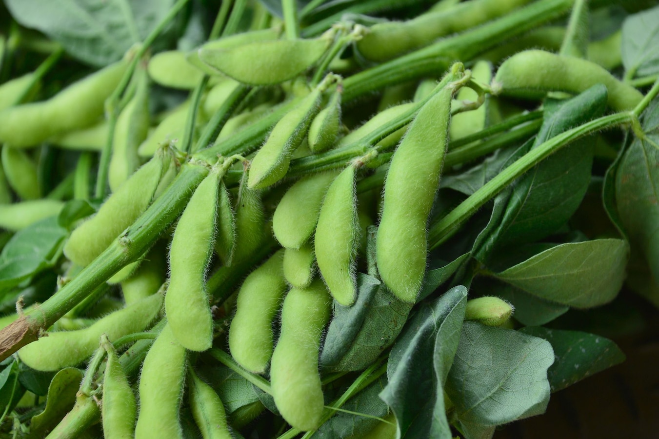 枝豆の栽培方法 手入れや植え付け方 大豆にする育て方など 家庭菜園 All About