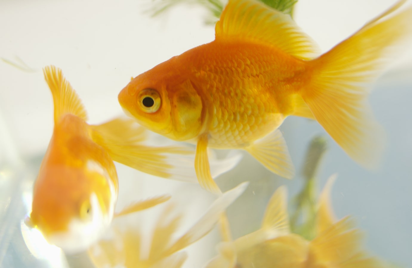金魚の種類を学ぼう 金魚の体色と鱗の種類はさまざま 金魚 All About