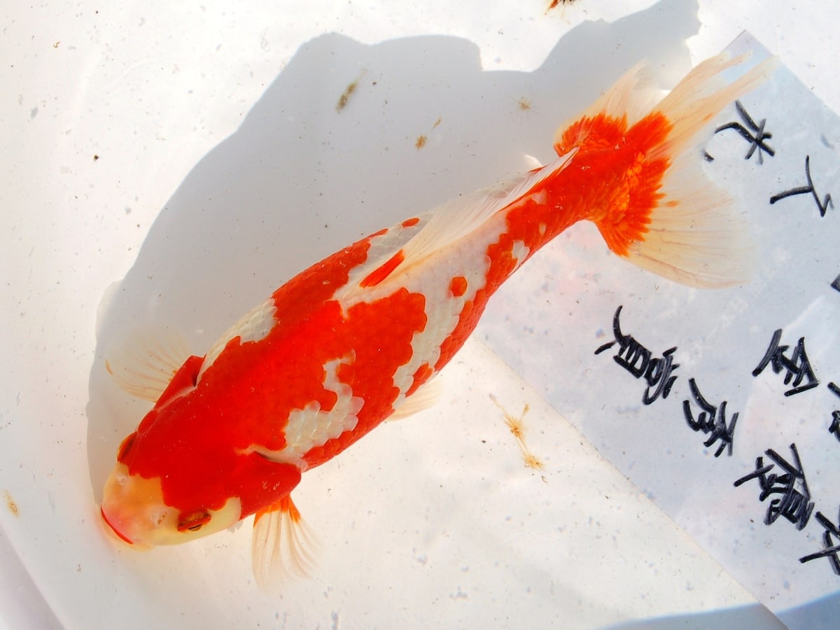 確認用  金魚 金魚の上見とは？ 鑑賞方法・注意点 [金魚] All About