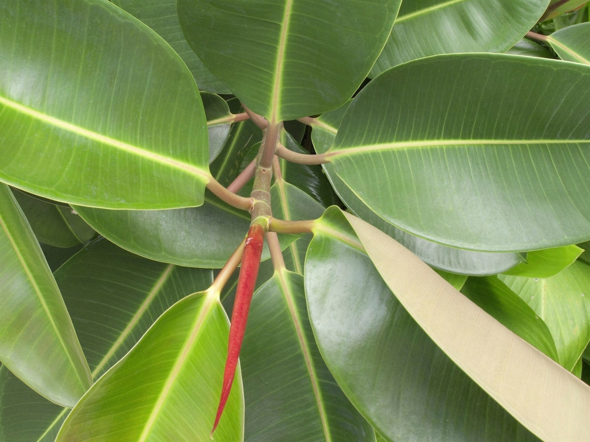 インドゴムノキの育て方とは [観葉植物] All About