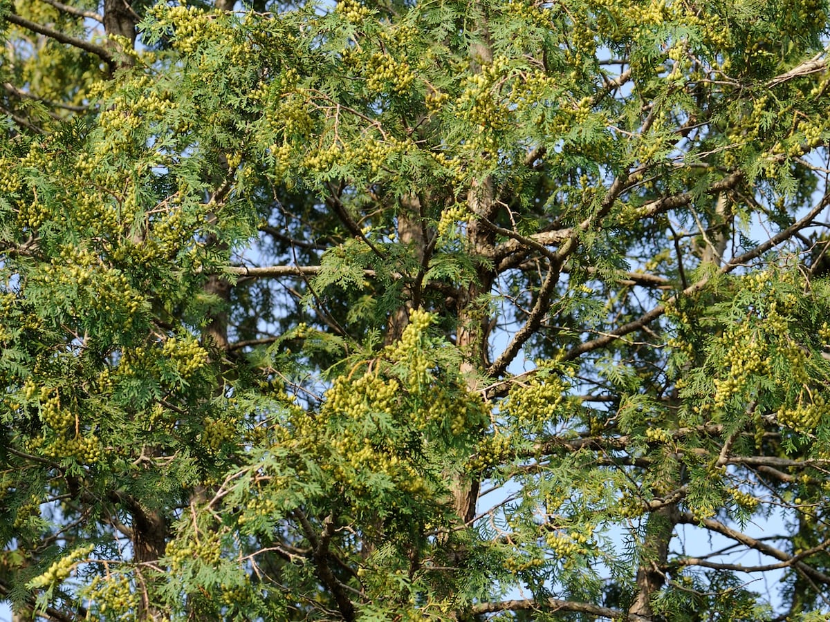 ヒノキ花粉症の時期 症状 対策法 4月から悪化なら注意 花粉症 All About