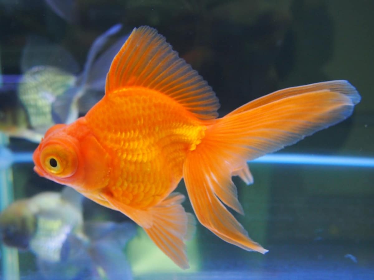 金魚 すくい の 金魚 種類