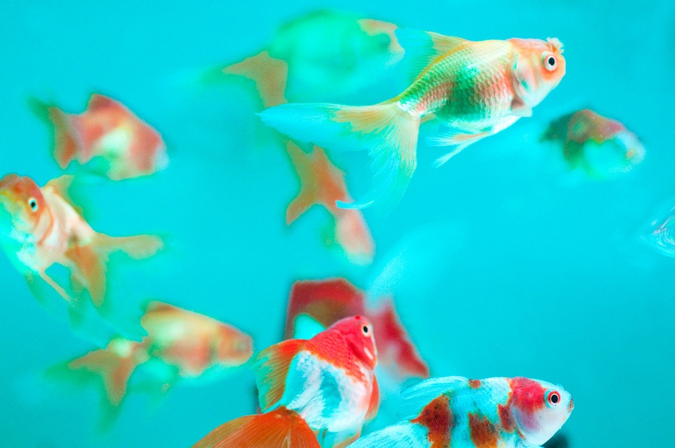 金魚の養殖 日本の三大産地はどこ 金魚 All About