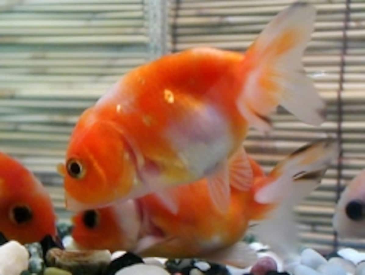 専用ページ 桜 金魚 topimg_large.jpg