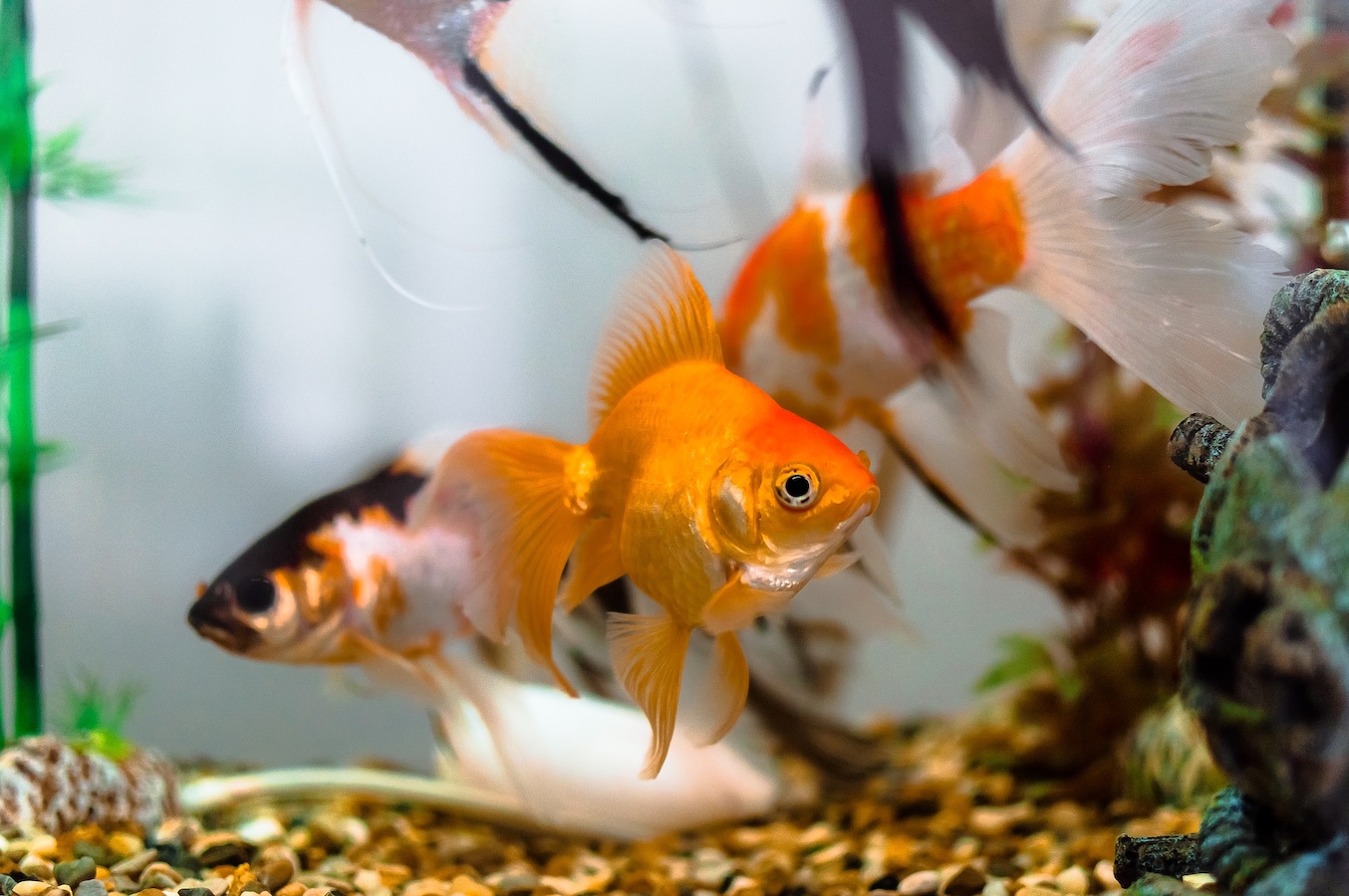 金魚の水槽の生臭いニオイの原因はなに 対策方法を紹介 金魚 All About