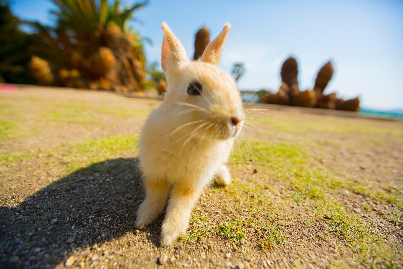 うさぎの暑さ対策 夏のおでかけ編 注意するべきこと うさぎ All About