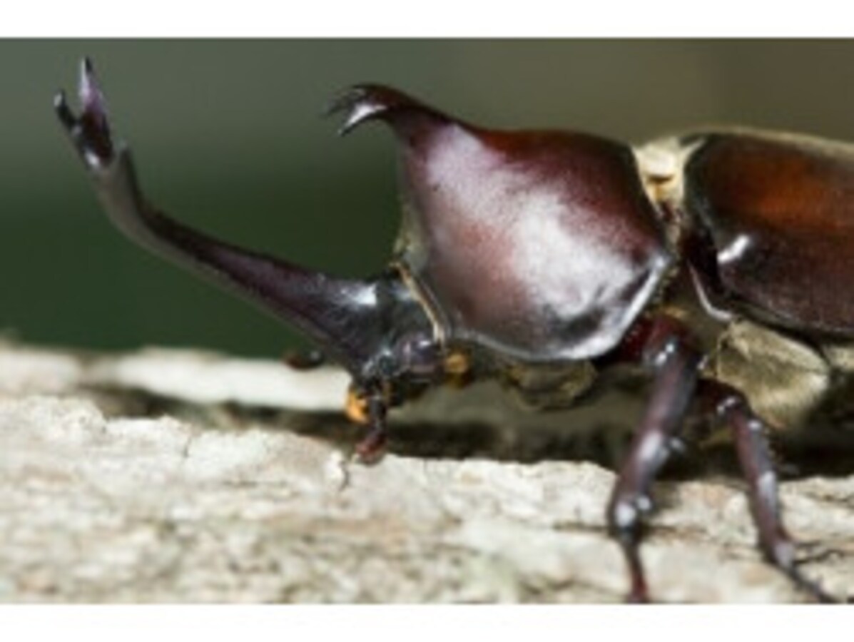 カブトムシのいる木の見つけ方！捕まえ方コツ・木の種類・道具 [カブトムシ] All About