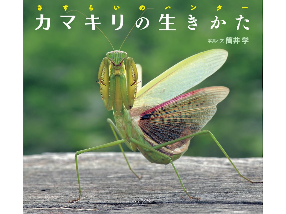 2/3 生命の力を写した科学絵本『カマキリの生きかた』 [図鑑] All About