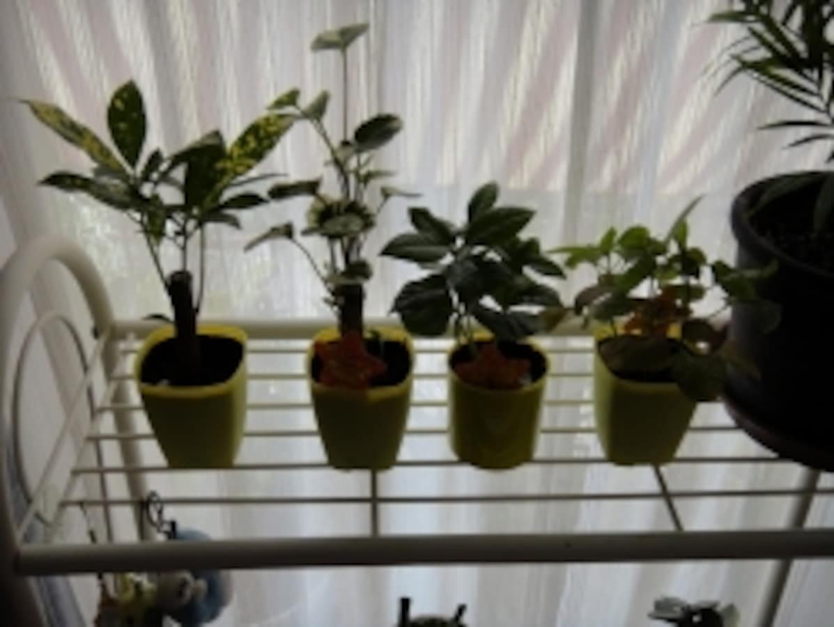 100円でも部屋を飾ってくれる 『観葉植物』 [100円ショップの活用術 