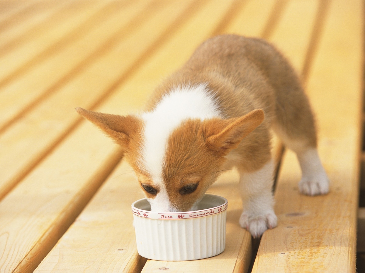 犬が下痢をしたときの食事は 治すために与えるご飯 犬 All About