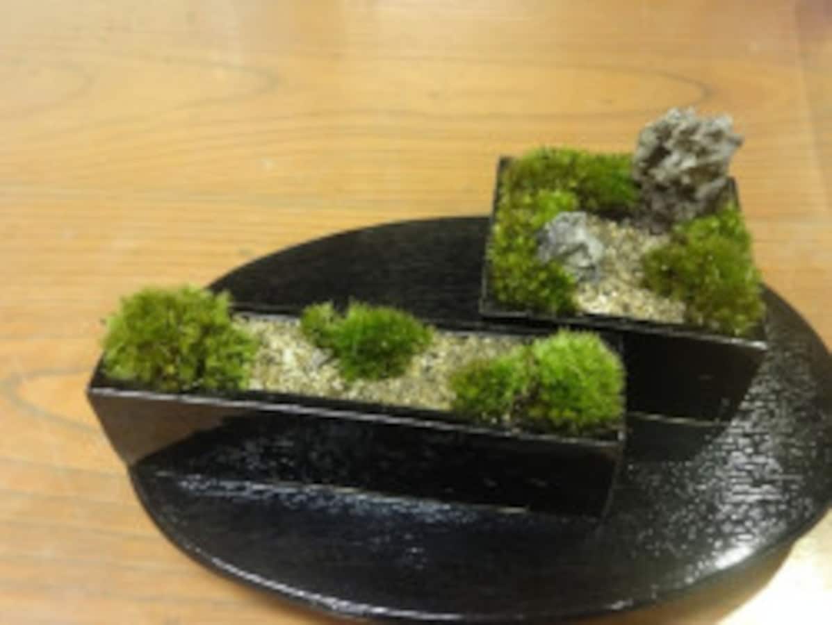 苔盆栽の作り方……盆栽初心者にも人気でおすすめ！ [盆栽] All About