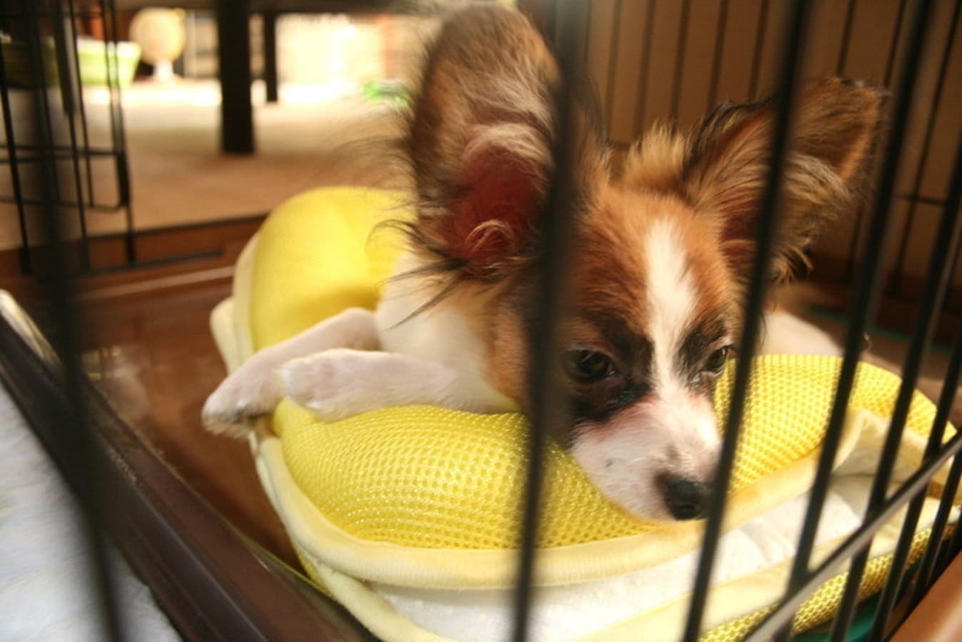 犬の目の周りが茶色い 涙やけ のケア方法 犬 All About