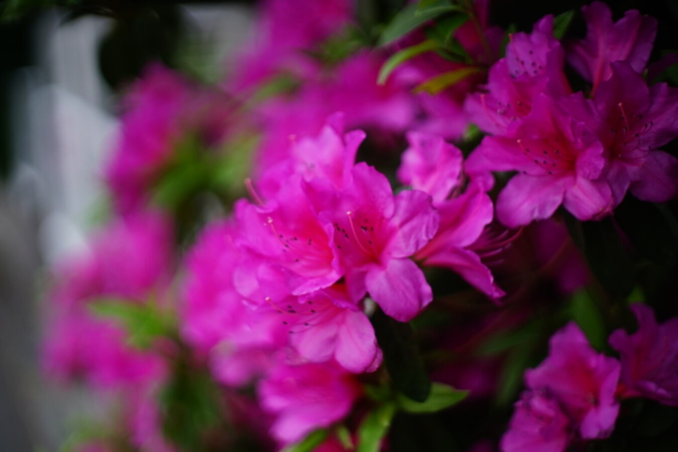 スマホカメラで魅力あるボケを作る方法 スマートフォン All About