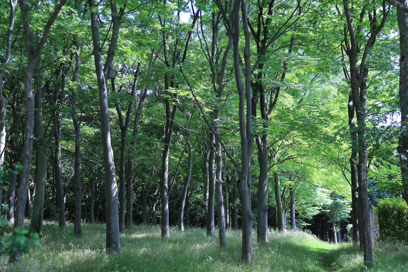 初夏を感じる「新緑」。力強く撮影するコツとは？ [写真撮影] All About