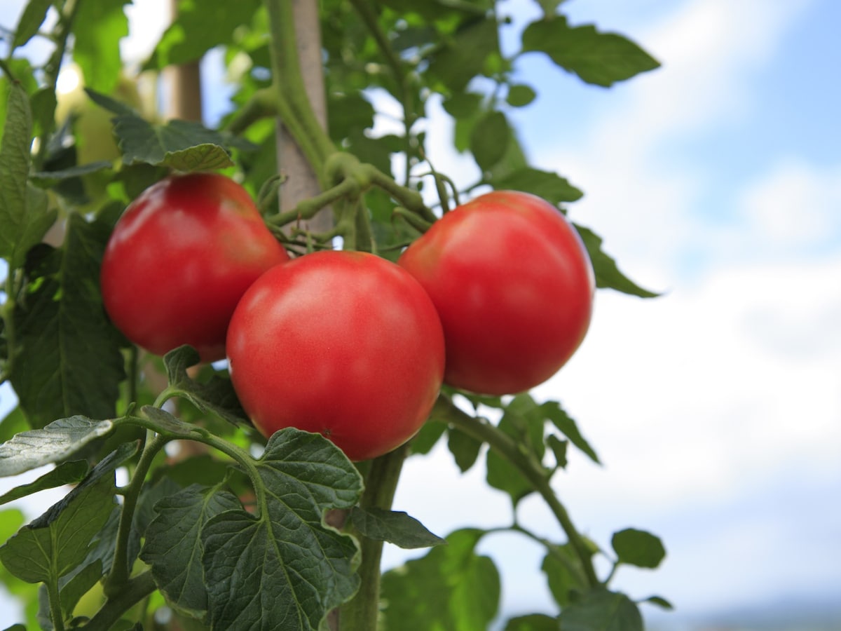 トマト栽培の方法は 畑やプランターでできる 収穫時期や栽培方法 家庭菜園 All About