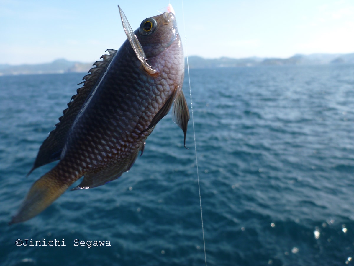 2/2 釣りをしながら撮影を楽しむ方法 [写真撮影] All About