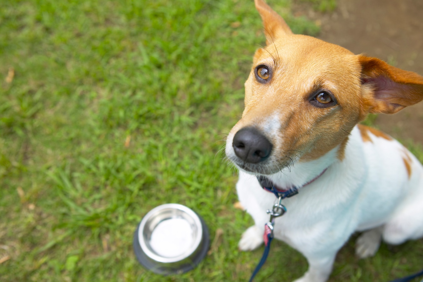 手作りドッグフードの保存方法 犬 All About