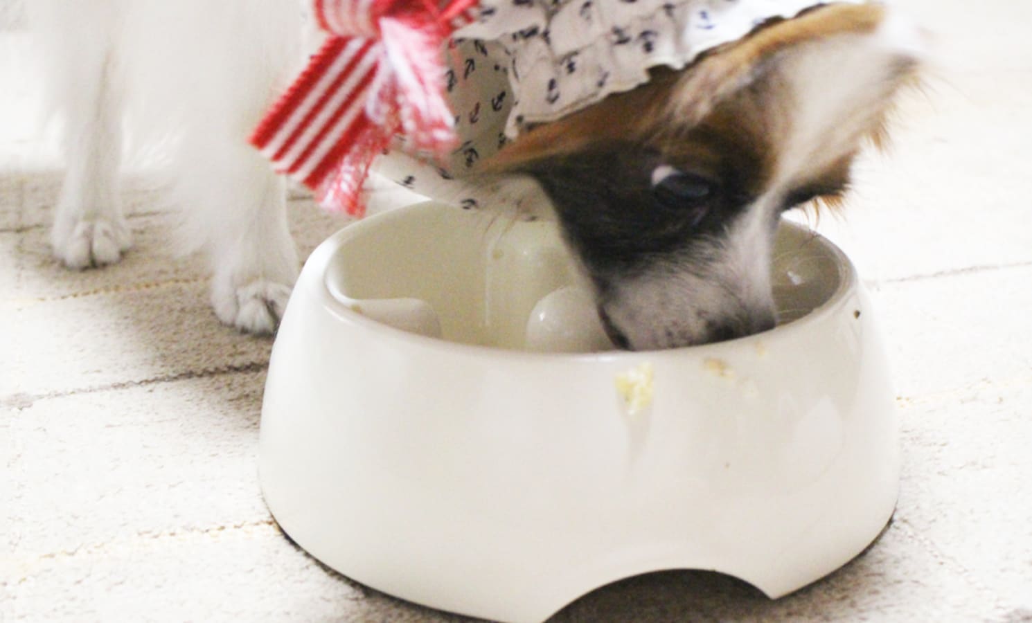 美味しい犬ごはんは 犬の食欲に影響するポイント4 犬 All About