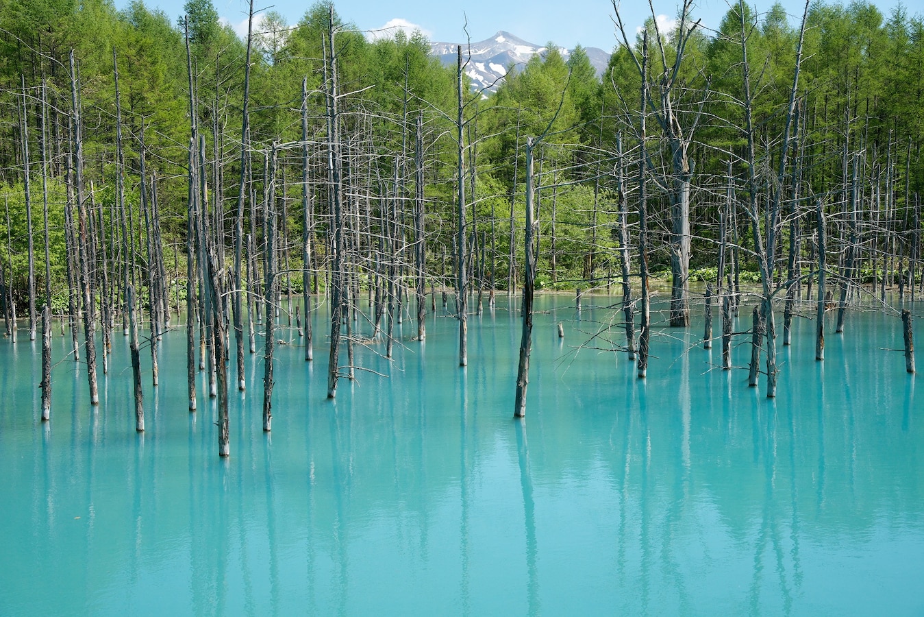 2 3 美瑛 富良野と星野リゾートトマム 美景観めぐりの旅 北海道の観光 旅行 All About