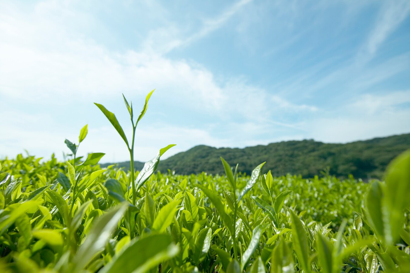 お茶の原料 チャノキ インド産はカテキンが豊富 医療情報 ニュース All About お茶の原料 チャノキ インド産はカテキンが豊富 医療情報 ニュース All About