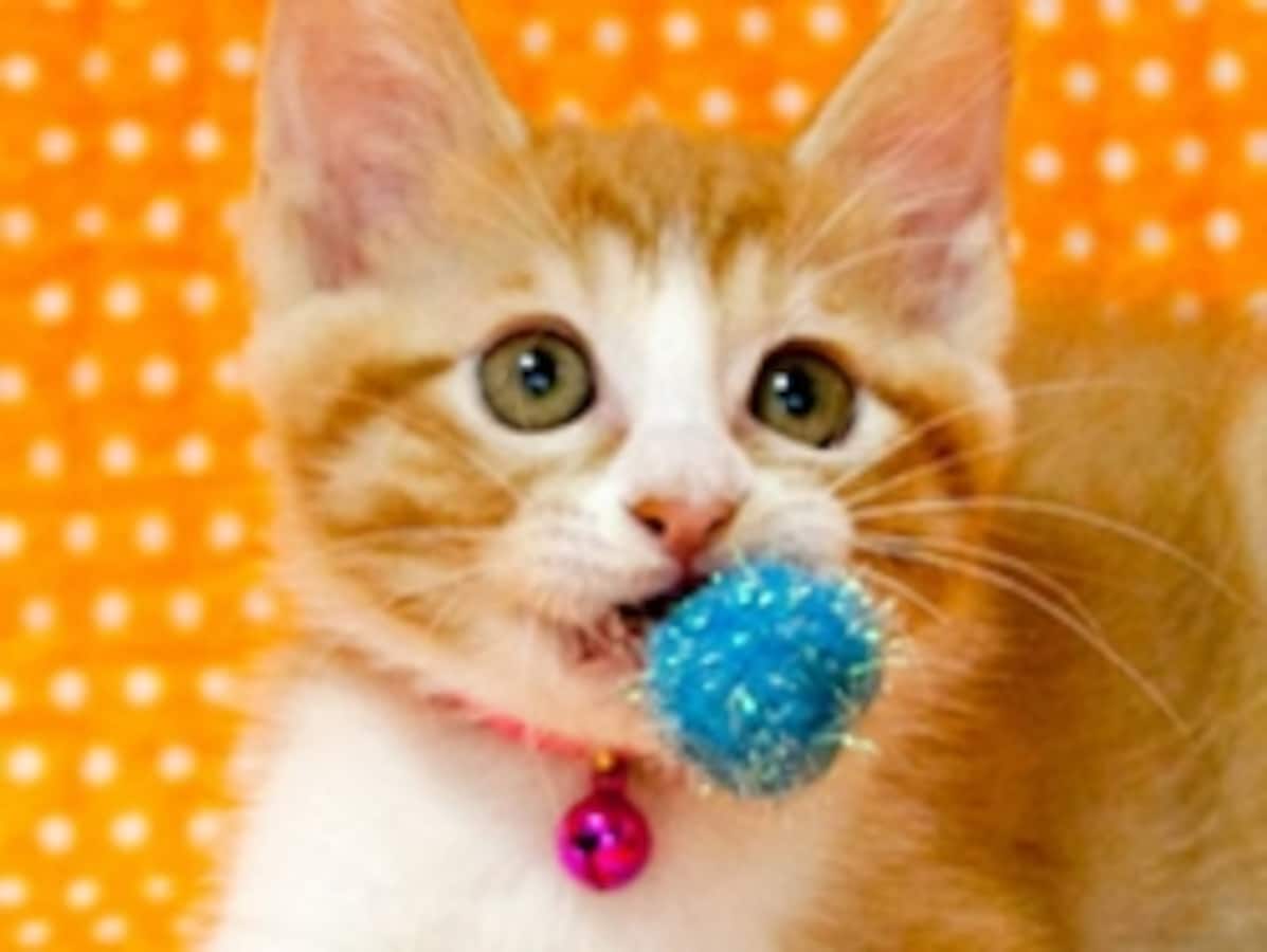 とっても役に立つ猫の手！ [猫] All About