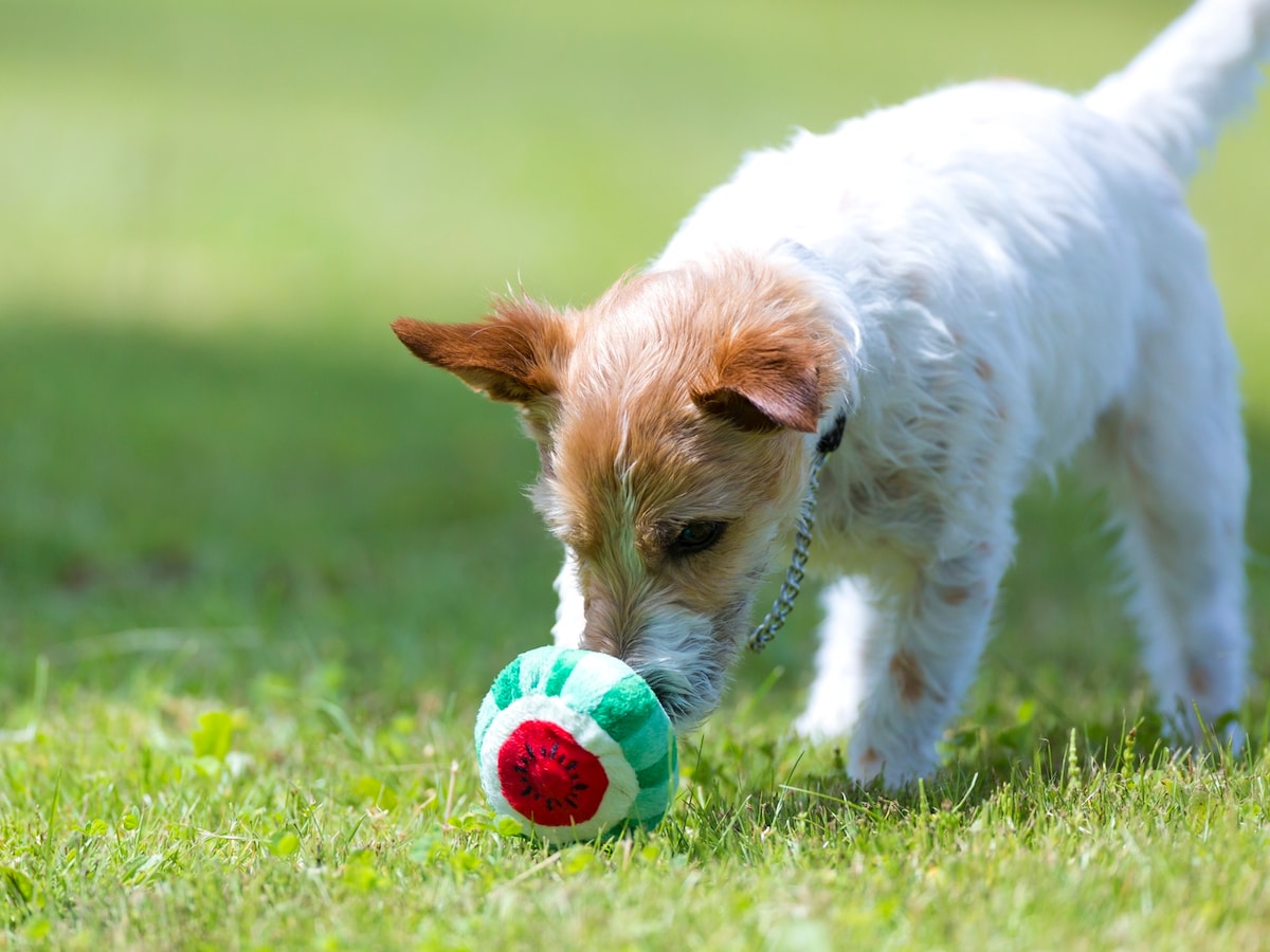 犬はもちろん 動物に与えられるべき5つの自由 犬 All About