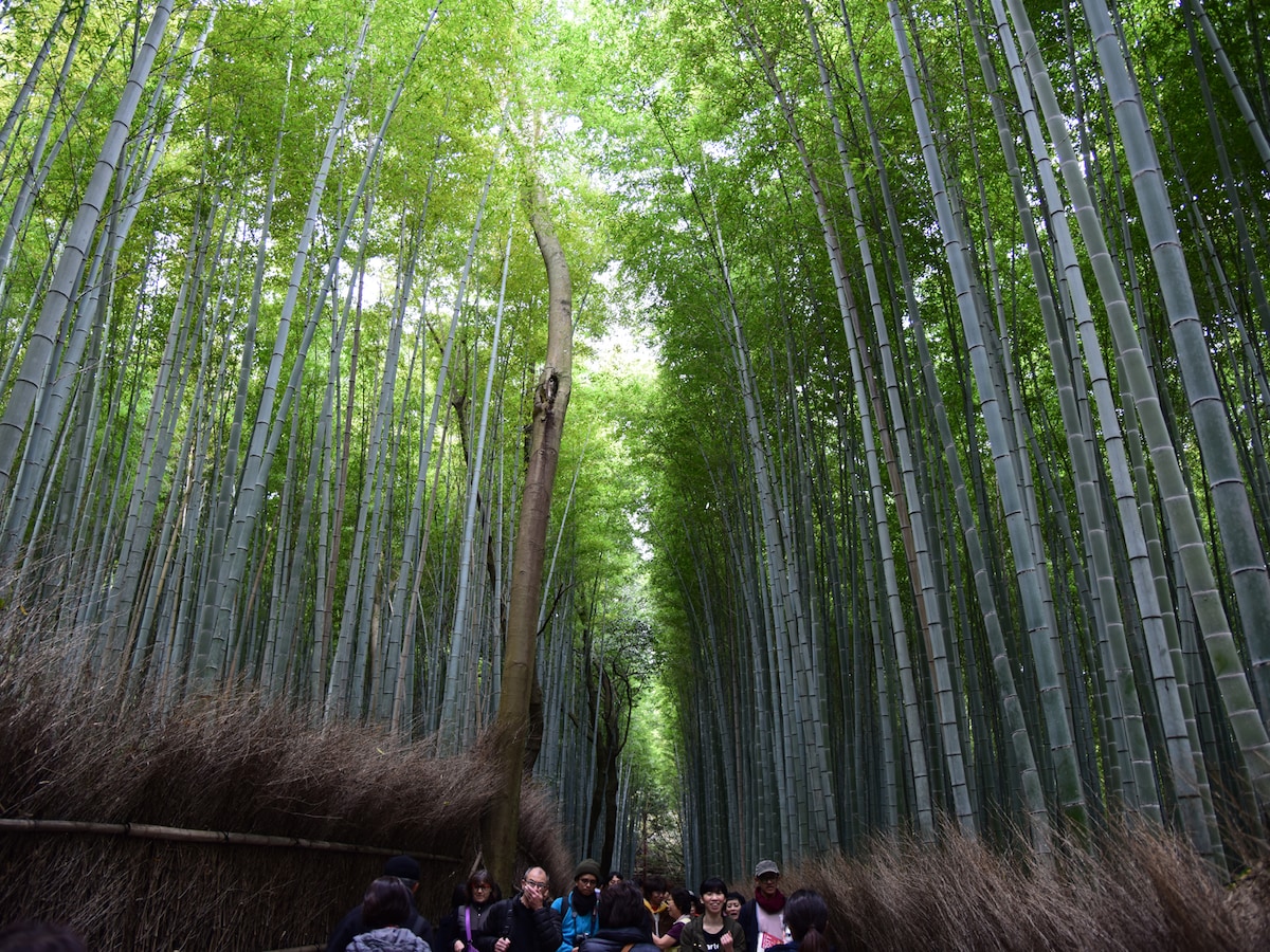 京都に来て良かった！と思える散歩道7選 [日帰り旅行] All About