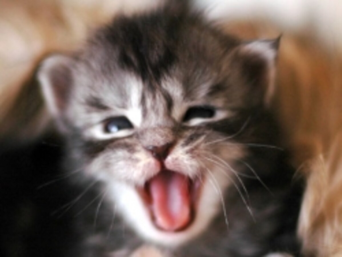 あくびねこさま専用 topimg_large.jpg