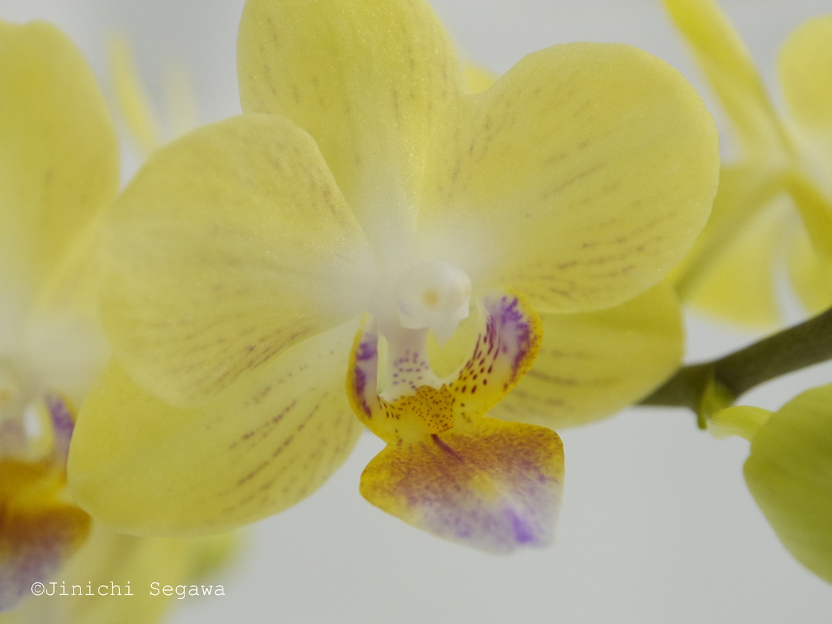 生活彩るカメラ術7】蘭に学ぶ花の撮り方 [写真撮影] All About