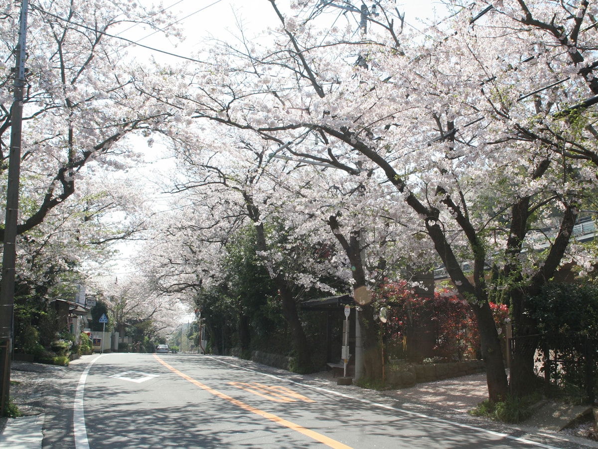 鎌倉山お花見散歩 桜並木 ほっこり春色ハイク 鎌倉 江ノ島の観光 旅行 All About 鎌倉山お花見散歩 桜並木 ほっこり春色ハイク 鎌倉 江ノ島の観光 旅行 All About