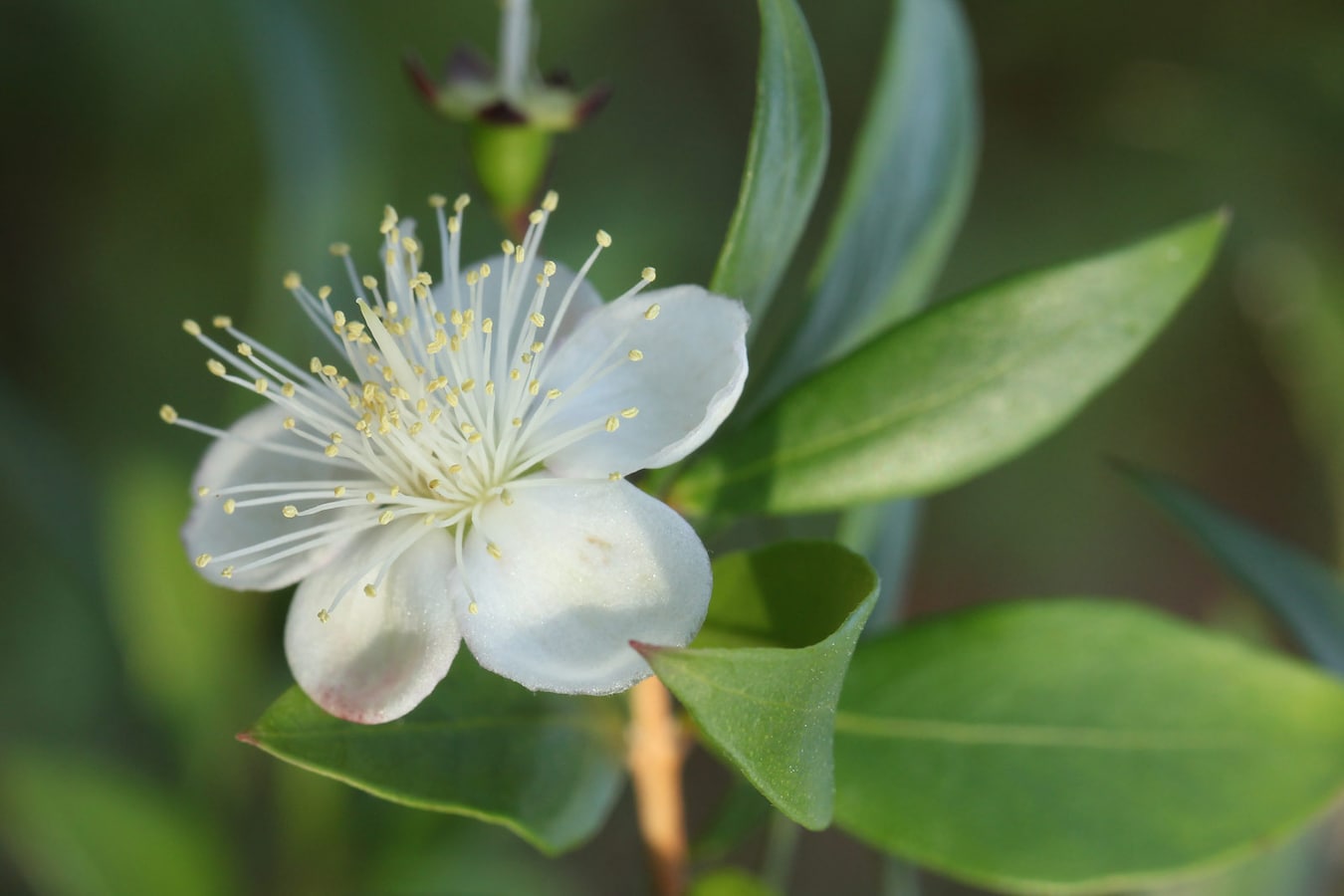 アロマオイル辞典 マートルの効能 使い方 アロマオイル エッセンシャルオイル All About アロマオイル辞典 マートルの効能 使い方 アロマオイル エッセンシャルオイル All About