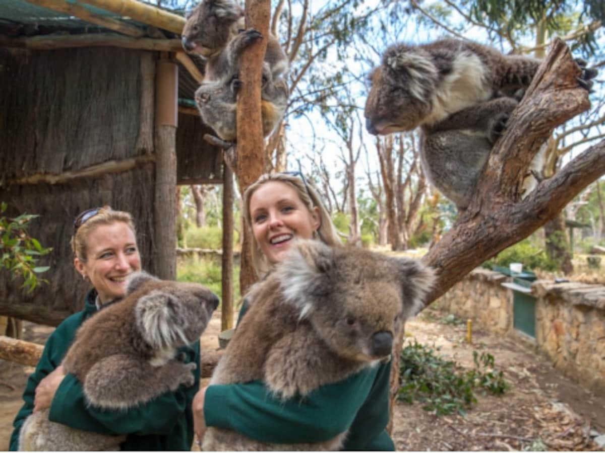 動物に癒やされる オーストラリアのおすすめ動物園 オーストラリア All About