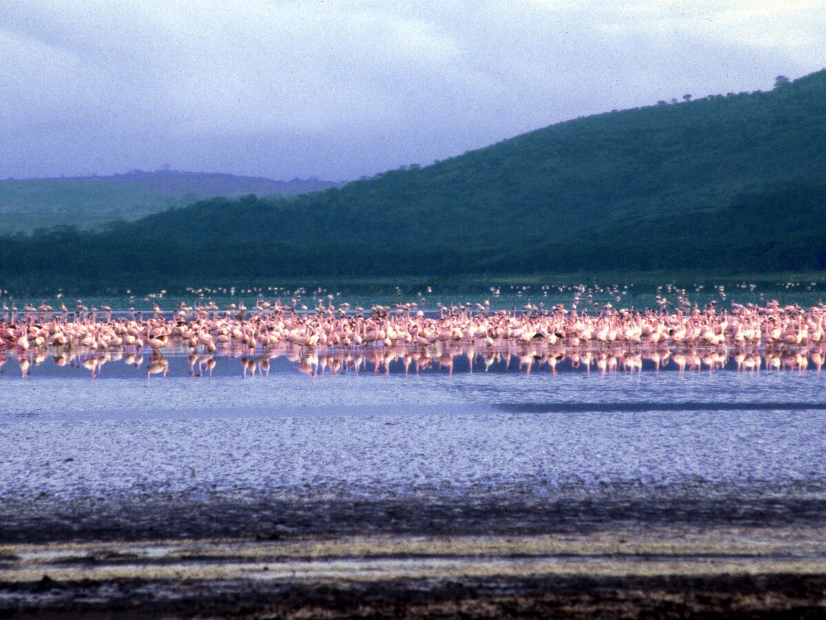 ピンクに染まる湖 ナクル湖国立公園と野生動物 ケニア All About