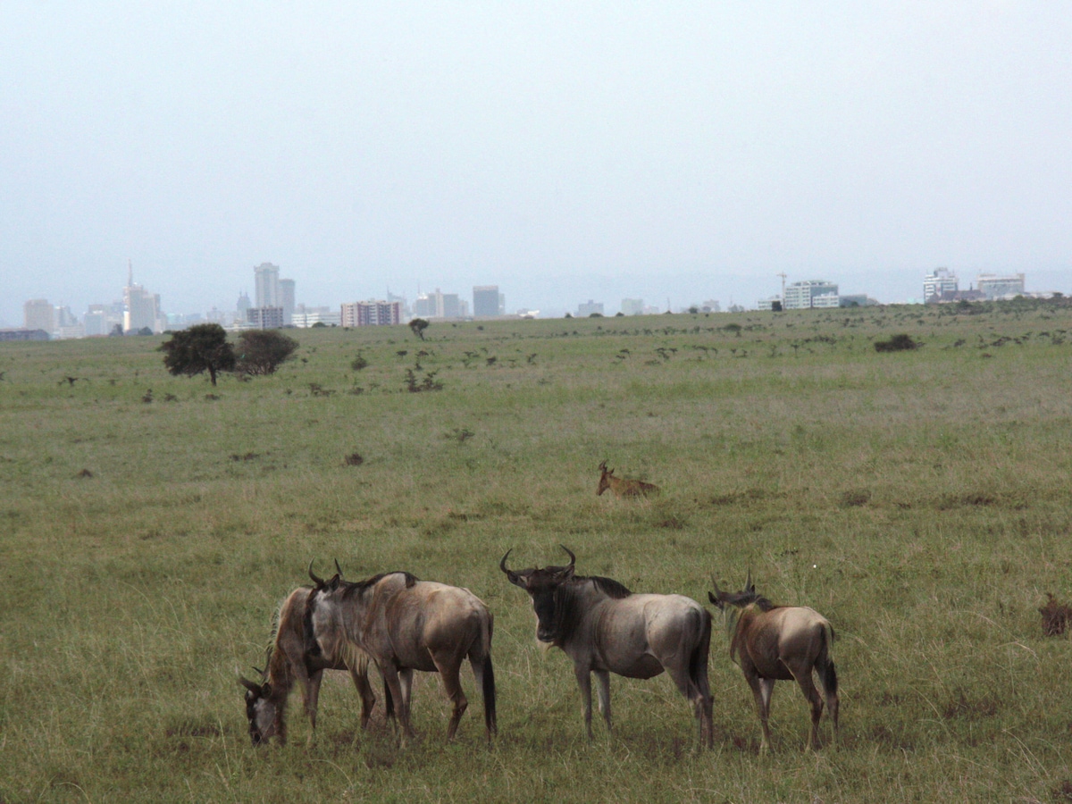 大都会の傍らに広がる動物天国 ナイロビ国立公園 ケニア All About