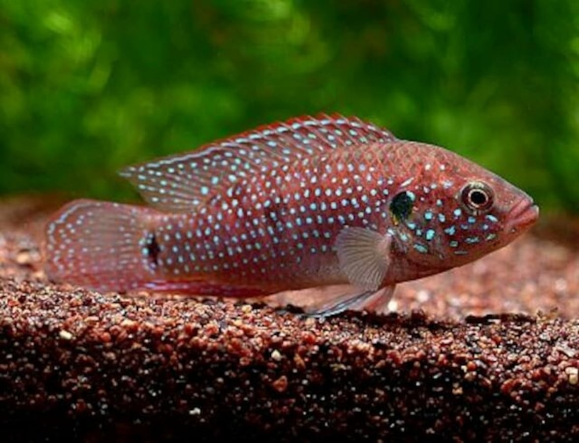 パープルローズクィーンシクリッド【熱帯魚】 パープルローズクィーンシクリッド【熱帯魚】