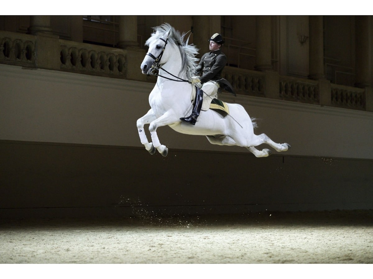 白馬のワルツが圧巻！世界最古のスペイン乗馬学校 [オーストリア] All