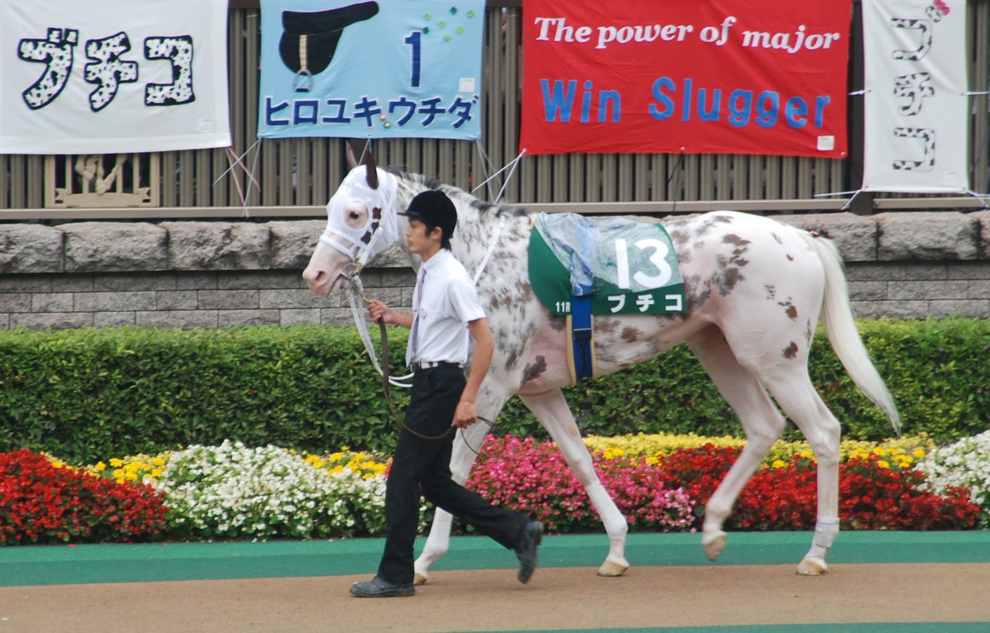 一度見たら忘れられない 競馬界のカワイイ系代表 競馬 All About 一度見たら忘れられない 競馬界のカワイイ系代表 競馬 All About